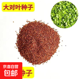 水草种子水草泥生态家用创意鱼缸玻璃瓶水培植物四季造景鱼缸小型 水草籽5000粒