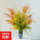 【千层金】橙色小森林花期长室内绿植鲜花水培可做干花好养易活 千层金2枝