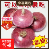 山东特产水果扁洋葱甜瓜口感红皮扁葱头生吃脆甜蘸酱好吃粉嫩 紫皮洋葱大果带箱 4斤 精选