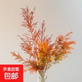 【千层金】橙色小森林花期长室内绿植鲜花水培可做干花好养易活 千层金5枝