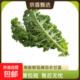 羽衣甘蓝新鲜生鲜蔬菜嫩叶甘兰芥蓝西餐沙拉榨汁减肥减脂 羽衣甘蓝轻食3斤装