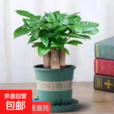 发财树盆栽大植物室内办公室桌面客厅小盆景招财树苗绿植花卉盆栽 造型款小号三杆 4-6cm【加仑盆】 【送肥料】