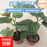竹节海棠花卉盆栽大叶斑点易活四季阳台观叶秋海棠木本绿植物好养 3年苗25-30高【原盆发货】