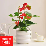 年宵花大号红掌鸿运当头室内花卉盆栽春节装饰绿植四季开花类年货 奶油色甜甜圈盆 高30-40cm 2盆 30-40cm