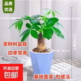 ⭐【包活】发财树盆栽鲜花绿植物办公室内吸甲醛绿萝文竹水培易养 发财树+高档蓝色吸水盆