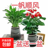 大号红掌高30-40cm 鸿运当头室内花盆栽客厅办公室开花类四季好养 【繁星吸水盆】白掌+红掌 高约35 30-40cm