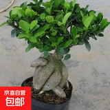 金钱榕树盆景老桩小叶榕苗木造型盆栽人参榕室内绿植提根绿植矮莊 小富贵榕20cm左右高度