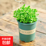 碰碰香一抹香办公室醒目防蚊植物净化空气室内外绿植桌面四季盆栽 碰碰香1盆【原土带加仑盆】