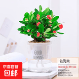 水培植物绿植盆栽室内客厅办公室桌面小盆景花卉绿萝发财树好养活 【铁海棠】+简欧透明吸水盆