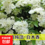 正宗红木香花苗四季开花爬藤植物浓香型特大苗甜蜜黄木香盆栽 浓香型白木香 中苗1米-1.2米