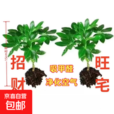【八方来财】发财树鸭脚木盆栽四季常青桌面防辐射花卉盆景 八方来财【水培2颗】 送肥料
