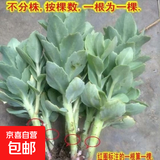 八宝景天蝎子草华丽三七蚊虫叮咬止痒跌打损伤盆栽绿植多年生 八宝景天10颗 15-20cm高