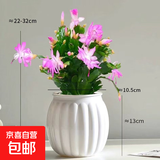 清仓处理花苞蟹爪兰花绿植盆栽室内大苗好阳台养耐活四季开花花卉 少女粉：20-30头【带花苞】+白色南瓜塑料蓄水盆 四季重复开花【耐寒】+送营养土