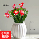 清仓处理花苞蟹爪兰花绿植盆栽室内大苗好阳台养耐活四季开花花卉 中国红：20-30头【带花苞】+白色南瓜塑料蓄水盆 四季重复开花【耐寒】+送营养土