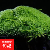 柯必达青苔藓鲜活苔藓微景观植物盆景盆栽水陆缸假山草造景材料白 白发藓(11*8)cm 10盒