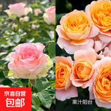 瑞典女王月季夏季耐晒灌木月季带花苞四季开花玫瑰大苗阳台庭院 艾莎+果汁阳台两颗原盆原土发货小苗