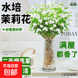 【净化空气】茉莉花盆栽浓香型土培室内水培驱蚊四季好养绿植花卉 推荐款：15天爆香【6颗茉莉】比香水还香 四季开花【驱蚊浓香A级茉莉花】