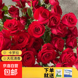 瑞典女王月季夏季耐晒灌木月季带花苞四季开花玫瑰大苗阳台庭院 卡罗拉原盆原土发货大苗40cm左右