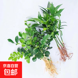 九里香盆栽浓香水培植物四季好养树苗室内好养花卉驱蚊竹柏绿植 【九里香5颗+驱蚊竹5颗】 送肥料