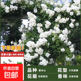 1.6米爬藤月季大苗蒂娜四季开花蔷薇基地直发【买就送扦插小苗】 藤冰山1.6米开花爆满 送种植说明书