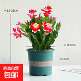 清仓处理花苞蟹爪兰花绿植盆栽室内大苗好阳台养耐活四季开花花卉 中国红：20-30头【带花苞】+绿色塑料加仑盆含托 四季重复开花【耐寒】+送营养土