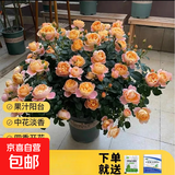 瑞典女王月季夏季耐晒灌木月季带花苞四季开花玫瑰大苗阳台庭院 果汁阳台原盆原土发货中苗25cm左右