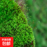 柯必达青苔藓鲜活苔藓微景观植物盆景盆栽水陆缸假山草造景材料白 短绒藓(15*8)cm 2盒
