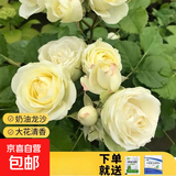 瑞典女王月季夏季耐晒灌木月季带花苞四季开花玫瑰大苗阳台庭院 奶油龙沙原盆原土发货大苗40cm左右
