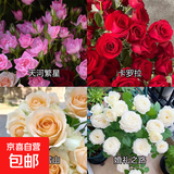 瑞典女王月季夏季耐晒灌木月季带花苞四季开花玫瑰大苗阳台庭院 天河+卡罗拉+蜜桃+婚礼四颗原盆原土发货