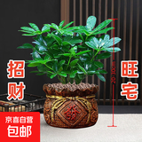 【八方来财】发财树鸭脚木盆栽四季常青桌面防辐射花卉盆景 八方来财20厘米4颗【發陶瓷盆】 送肥料
