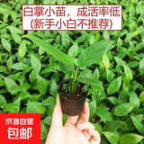 年宵花【热销款】白掌一帆风顺盆栽水培植物绿植过年装饰摆件年货 一颗白掌小苗