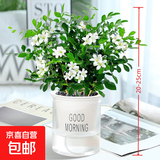 九里香盆栽浓香水培植物四季好养树苗室内好养花卉驱蚊竹柏绿植 九里香原装+简欧透明自吸盆 送肥料