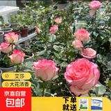 瑞典女王月季夏季耐晒灌木月季带花苞四季开花玫瑰大苗阳台庭院 艾莎原盆原土发货大苗40cm左右