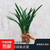 特级浓香型企黑兰花国兰客厅四季好养盆栽绿植物国花高端送礼物 高度40cm冠幅15cm特级精品兰花 3苗裸根发货