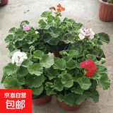 天竺葵花苗盆栽重瓣大花室内外阳台四季开花卉庭院好养易活植物 天竺葵苗混色3盆15-20cm高