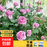 瑞典女王月季夏季耐晒灌木月季带花苞四季开花玫瑰大苗阳台庭院 蓝色风暴原盆暴原土发货中苗25cm左右