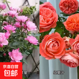 瑞典女王月季夏季耐晒灌木月季带花苞四季开花玫瑰大苗阳台庭院 天荷繁星+红果汁两颗原盆原土发货小苗