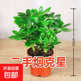 【八方来财】发财树鸭脚木盆栽四季常青桌面防辐射花卉盆景 八方来财20厘米4颗【原盆】 送肥料