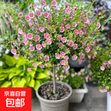 小木槿花苗棒棒糖盆栽苗优雅女士小苗阳台花卉花园庭院植物微草莓 木槿独杆棒棒糖50-70cm高【原盆土】