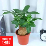 发财树盆栽大植物室内办公室桌面客厅小盆景招财树苗绿植花卉盆栽 大单杆发财树 9-12cm【原盆】 【送肥料】