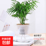 水培植物绿植盆栽室内客厅办公室桌面小盆景花卉绿萝发财树好养活 【袖珍椰子】+简欧透明吸水盆