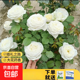 瑞典女王月季夏季耐晒灌木月季带花苞四季开花玫瑰大苗阳台庭院 婚礼之路原盆原土发货大苗40cm左右