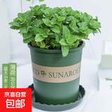 迷迭香苗盆栽可食用驱蚊植物香草薄荷苗绿植物室内煎牛排水培花卉 小盆食用薄荷苗约10cm高+加仑盆