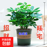 【八方来财】发财树鸭脚木盆栽四季常青桌面防辐射花卉盆景 八方来财20厘米4颗【加仑盆】 送肥料