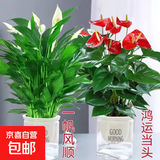 大号红掌高30-40cm 鸿运当头室内花盆栽客厅办公室开花类四季好养 【透明吸水盆】白掌+红掌 高约35 30-40cm