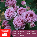 果汁阳台月季花苗四季开花卉盆栽绿植物室内花易活玫瑰带花苞庭院 蓝色阴雨【大花浓香，月月开分枝多】 【带花苞】【盆口径15cm】原盆冠25高35