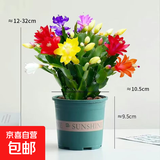 清仓处理花苞蟹爪兰花绿植盆栽室内大苗好阳台养耐活四季开花花卉 3个混色：20-30头【带花苞】+绿色塑料加仑盆 四季重复开花【耐寒】+送营养土