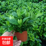 小盆栀子花盆栽四季开花不带花苞室内绿萝水培花卉绿植物好养易活 中配款：15-20cm【带花苞5株】开花飘香99平 浓香型栀子花【带花苞】10天开花