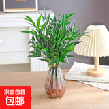 驱蚊竹柏水培植物大棵室内水养绿植花卉盆栽办公室桌面驱蚊草好养 精选竹柏10棵+透明钻石瓶+肥+石