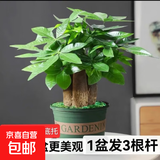 发财树盆栽大植物室内办公室桌面客厅小盆景招财树苗绿植花卉盆栽 造型款中号三杆 5-8cm【加仑盆】 【送肥料】